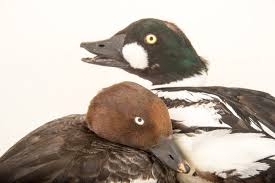 Attēlu rezultāti vaicājumam “Bucephala clangula”