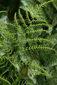 Attēlu rezultāti vaicājumam “Dryopteris dilatata”