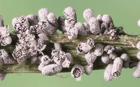 Attēlu rezultāti vaicājumam “Diderma subviridifuscum var. macrospora* macro”