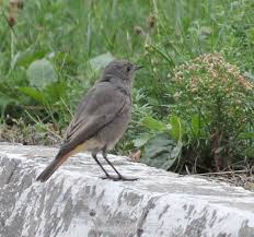 Attēlu rezultāti vaicājumam “Phoenicurus ochruros female”