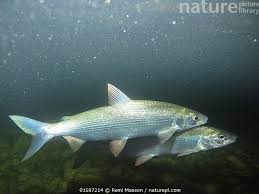 Image result for Coregonus lavaretus