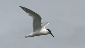 Image result for Sterna acuflavida