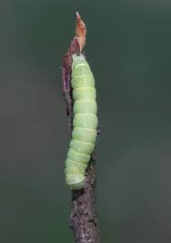 Attēlu rezultāti vaicājumam “Orthosia cerasi”