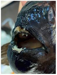 Image result for Anarhichas denticulatus
