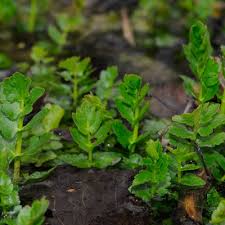 Attēlu rezultāti vaicājumam “Berula erecta”