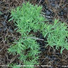 Attēlu rezultāti vaicājumam “Linaria vulgaris leaf”