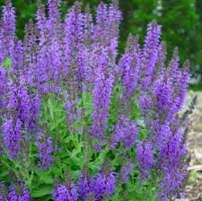 Image result for Salvia nemorosa
