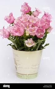 Image result for Campanula formanekiana