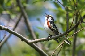 Image result for Dendroica pensylvanica