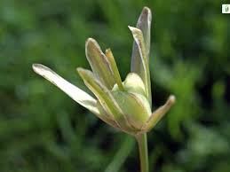 Attēlu rezultāti vaicājumam “Gagea lutea leaf”