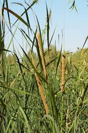 Attēlu rezultāti vaicājumam “Typha latifolia”
