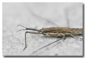 Attēlu rezultāti vaicājumam “Aquarius najas”