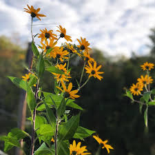Attēlu rezultāti vaicājumam “Helianthus tuberosus flower”