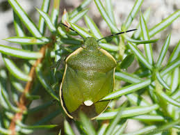 Attēlu rezultāti vaicājumam “Chlorochroa juniperina”