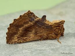 Attēlu rezultāti vaicājumam “Ptilodon capucina imago”