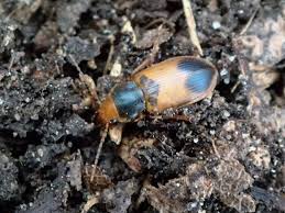 Attēlu rezultāti vaicājumam “Diachromus germanus”