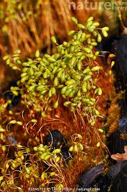 Attēlu rezultāti vaicājumam “Funaria hygrometrica”