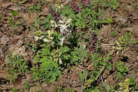 Attēlu rezultāti vaicājumam “Corydalis cava leaf”