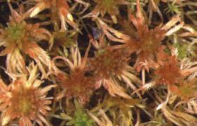 Attēlu rezultāti vaicājumam “Sphagnum angustifolium”