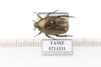 Attēlu rezultāti vaicājumam “Potosia cuprea”