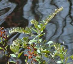 Attēlu rezultāti vaicājumam “Chamaedaphne calyculata fruit”