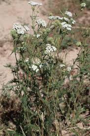 Attēlu rezultāti vaicājumam “Achillea salicifolia leaf”