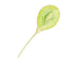 Attēlu rezultāti vaicājumam “Ulmus laevis fruit”