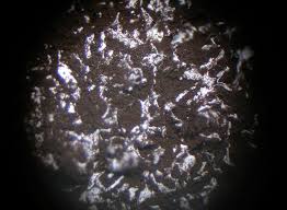 Attēlu rezultāti vaicājumam “Fuligo septica var. candida”