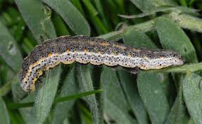 Attēlu rezultāti vaicājumam “Lygephila viciae”