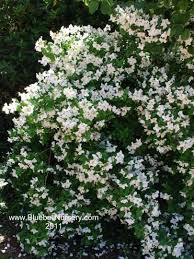 Attēlu rezultāti vaicājumam “Philadelphus lemoinei”