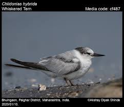 Attēlu rezultāti vaicājumam “Chlidonias hybrida”