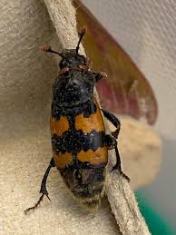 Attēlu rezultāti vaicājumam “Nicrophorus vespillo”