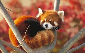 Résultat de recherche d'images pour "pandas"