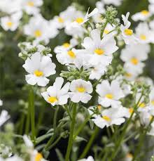 Image result for Elfenspiegel