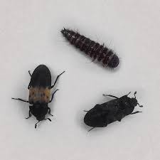 Attēlu rezultāti vaicājumam “Dermestes murinus”