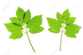 Attēlu rezultāti vaicājumam “Aegopodium podagraria leaf”