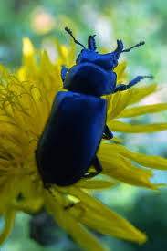 Attēlu rezultāti vaicājumam “Dorcus parallelopipedus”