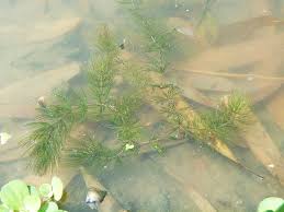 Attēlu rezultāti vaicājumam “Nitella sp.”