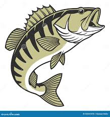 Image result for Micropterus dolomieu