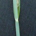 Attēlu rezultāti vaicājumam “Carex acuta fruit”