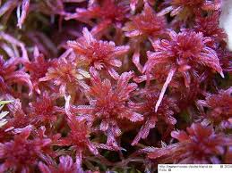 Attēlu rezultāti vaicājumam “Sphagnum warnstorfii”