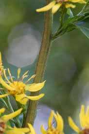 Attēlu rezultāti vaicājumam “Solidago virgaurea bud”