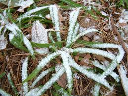 Attēlu rezultāti vaicājumam “Carex scandinavica”