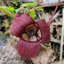 Attēlu rezultāti vaicājumam “Aristolochiaceae”