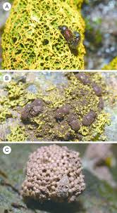 Attēlu rezultāti vaicājumam “Enteridium variabile macro”