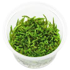 Attēlu rezultāti vaicājumam “Fontinalis antipyretica”