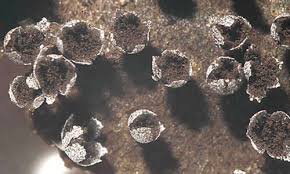 Attēlu rezultāti vaicājumam “Symphytocarpus flaccidus spores”