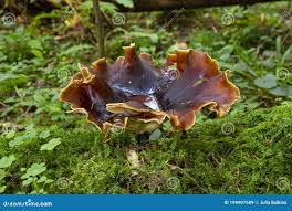 Attēlu rezultāti vaicājumam “Polyporus badius”