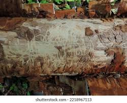 Attēlu rezultāti vaicājumam “Scolytus ratzeburgi”