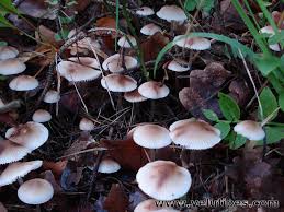 Attēlu rezultāti vaicājumam “Mycena zephirus”